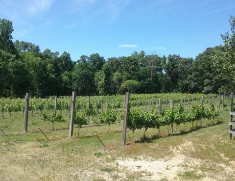 Future vintages on the vines at Southwind Vineyard and Winery