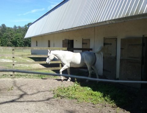 One of the rare Lipizzan breed of dancing white horses stabled at Southwind Vineyard and Winery