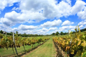 Craig vineyard with great sky
