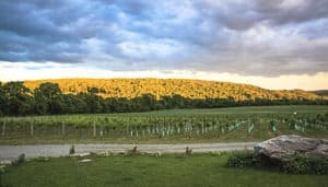 VillaMilagro-vineyard