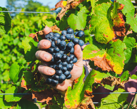 NJ Wine Pros Weigh In on the 2025 Harvest