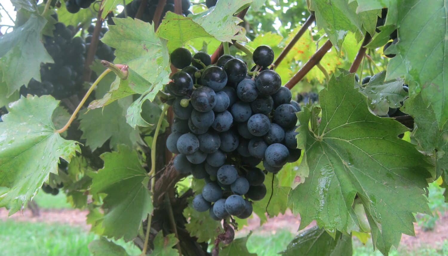 Trying a New Grape in 2026