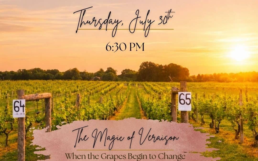 The Magic of Veraison: When the Grapes Begin to Change